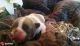 French Bulldog Puppies for sale in Howell, MI, USA. price: $3,500