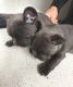French Bulldog Puppies for sale in NJ-3, Clifton, NJ, USA. price: NA