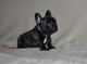 French Bulldog Puppies for sale in Florida City, FL, USA. price: NA