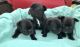 French Bulldog Puppies for sale in Medora, ND 58645, USA. price: $2,250