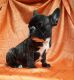 French Bulldog Puppies for sale in Ozone Park, NY 11417, USA. price: NA