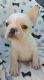 French Bulldog Puppies for sale in Ozone Park, NY 11417, USA. price: NA