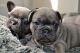French Bulldog Puppies for sale in Ocala, FL, USA. price: $400