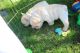 French Bulldog Puppies for sale in Belews Creek, NC 27009, USA. price: NA