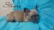 French Bulldog Puppies for sale in Randleman, NC 27317, USA. price: $3,500