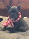 French Bulldog Puppies for sale in Elgin, TX 78621, USA. price: NA