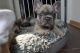 French Bulldog Puppies for sale in Huntsville, TX, USA. price: NA