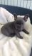 French Bulldog Puppies for sale in W Spring St, Spring Hill, KS 66083, USA. price: NA