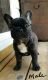 French Bulldog Puppies for sale in Batesburg-Leesville, SC, USA. price: NA