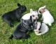 French Bulldog Puppies for sale in Plainview, TX 79072, USA. price: NA