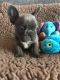 French Bulldog Puppies for sale in MS-15, New Houlka, MS 38850, USA. price: NA