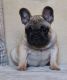 French Bulldog Puppies for sale in MS-15, New Houlka, MS 38850, USA. price: NA