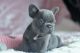 French Bulldog Puppies for sale in Columbia Cross Roads, PA 16914, USA. price: NA
