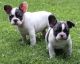 French Bulldog Puppies for sale in Seaside Heights, NJ 08751, USA. price: $400