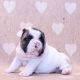 French Bulldog Puppies for sale in Naples, FL, USA. price: $2,500