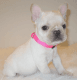 French Bulldog Puppies for sale in Clifford, VA 24521, USA. price: NA