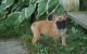 French Bulldog Puppies for sale in Greenville, MI 48838, USA. price: NA