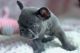 French Bulldog Puppies for sale in Anderson, IN 46016, USA. price: NA