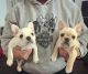 French Bulldog Puppies for sale in Centreville Crest Ln, Centreville, VA 20121, USA. price: NA
