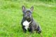 French Bulldog Puppies for sale in Hackettstown, NJ 07840, USA. price: NA