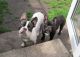 French Bulldog Puppies for sale in Clifton, NJ 07014, USA. price: $500