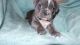 French Bulldog Puppies for sale in Unionville Center, OH 43077, USA. price: NA