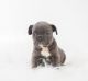 French Bulldog Puppies for sale in Unionville Center, OH 43077, USA. price: NA