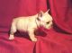 French Bulldog Puppies for sale in Canal Street, New York, NY 10013, USA. price: NA