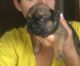 French Bulldog Puppies for sale in Flint, MI, USA. price: $2,500