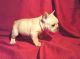 French Bulldog Puppies for sale in Phoenix, AZ 85036, USA. price: NA