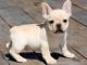 French Bulldog Puppies for sale in Bowling Green, KY, USA. price: $650