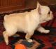 French Bulldog Puppies for sale in Fayetteville, NC, USA. price: NA