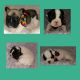 French Bulldog Puppies for sale in Chesnee, SC 29323, USA. price: $2,800