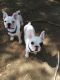 French Bulldog Puppies for sale in Lake Elsinore, CA, USA. price: $2,000