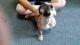 French Bulldog Puppies for sale in Cherry Valley, CA, USA. price: NA