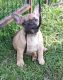 French Bulldog Puppies for sale in Independence, MO, USA. price: NA