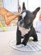 French Bulldog Puppies for sale in Birmingham, AL, USA. price: NA