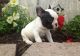 French Bulldog Puppies for sale in Maryland Rd, Willow Grove, PA 19090, USA. price: NA