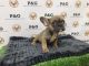 French Bulldog Puppies for sale in Alaska St, Staten Island, NY 10310, USA. price: NA