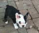 French Bulldog Puppies for sale in Berlin, CT, USA. price: NA