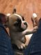 French Bulldog Puppies for sale in Flatwoods, KY 41139, USA. price: NA