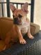 French Bulldog Puppies for sale in Lake Forest, CA, USA. price: $2,500