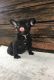 French Bulldog Puppies for sale in Dover, FL 33527, USA. price: NA