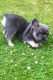 French Bulldog Puppies for sale in New York, IA 50238, USA. price: NA