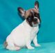 French Bulldog Puppies for sale in Hebron, ND 58638, USA. price: NA