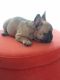 French Bulldog Puppies for sale in Worcester, MA 01605, USA. price: NA