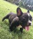 French Bulldog Puppies for sale in Scottsdale, AZ, USA. price: $400