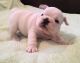 French Bulldog Puppies for sale in Scottsdale, AZ, USA. price: $400