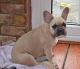 French Bulldog Puppies for sale in Ridgeville Corners, OH 43555, USA. price: NA