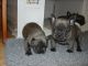 French Bulldog Puppies for sale in New York County, New York, NY, USA. price: NA